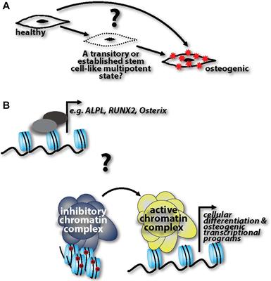 Cell Phenotype Transitions in Cardiovascular Calcification